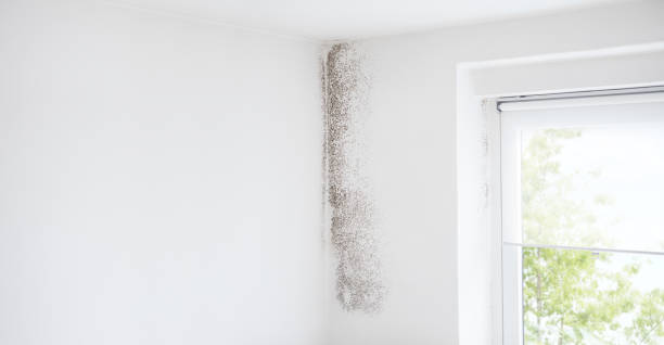 Environmental Consulting for Mold Prevention in Weldon Spring, MO