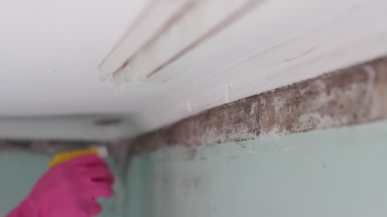 Trusted Weldon Spring, MO Mold Removal Experts